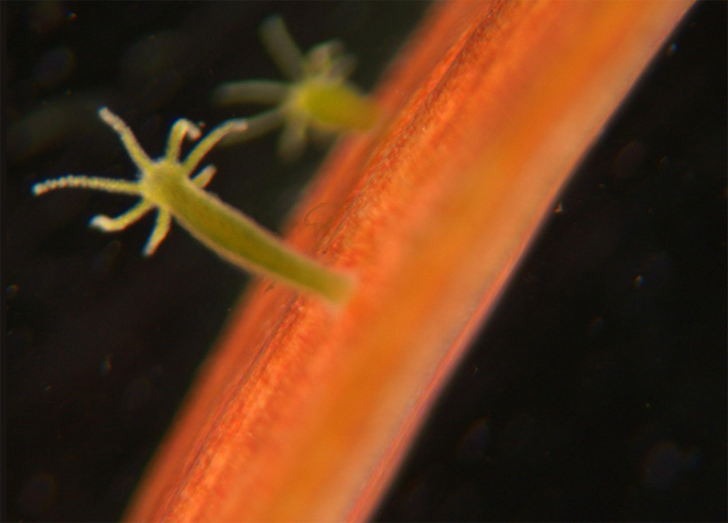 תמונה: Stephen Friedt-Wikipedia