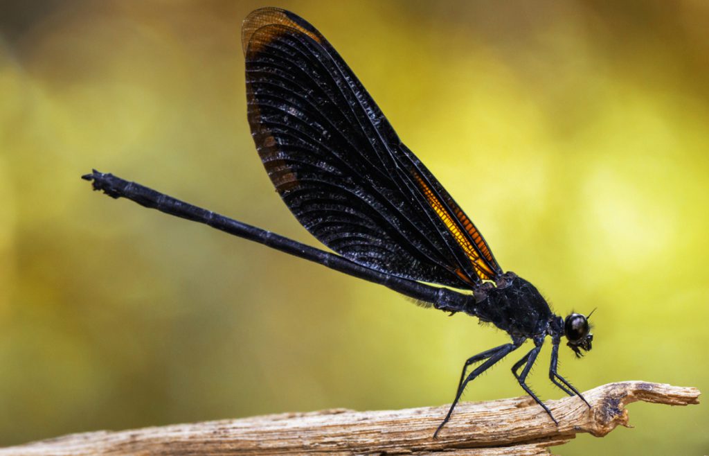 Image of Euphaea Masoni Dragonfly on dry branches on nature background. Insect Animal
