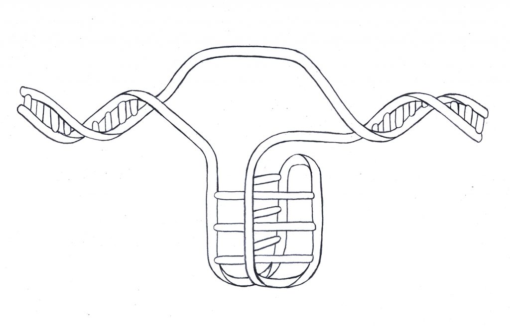 מבנה ה-i-motif הארבעה גדילי שהתגלה לאחרונה בתאים אנושיים לצד הסליל הכפול הסטנדרטי | איור: ליזה וורונין