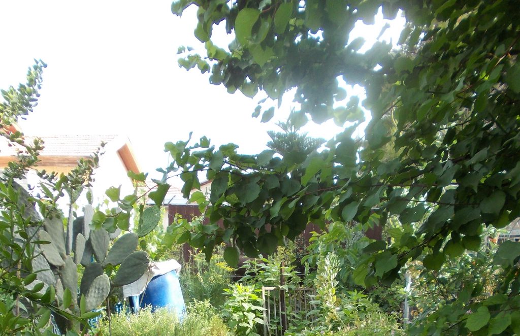 בוסתן עליון גב למזחר