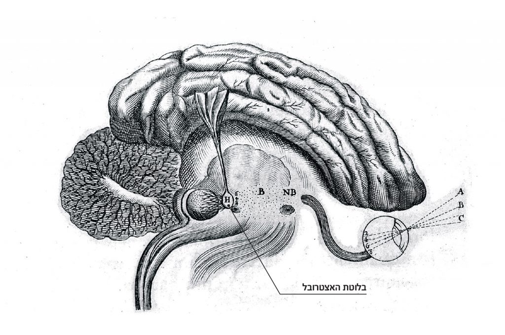 בלוטת האצטרובל, המסומנת באות H כפי שדימה אותה רנה דקארט במאה ה-17 בתור "מושב הנפש" | תמונה: Wellcome blog post-CC-BY-4.0