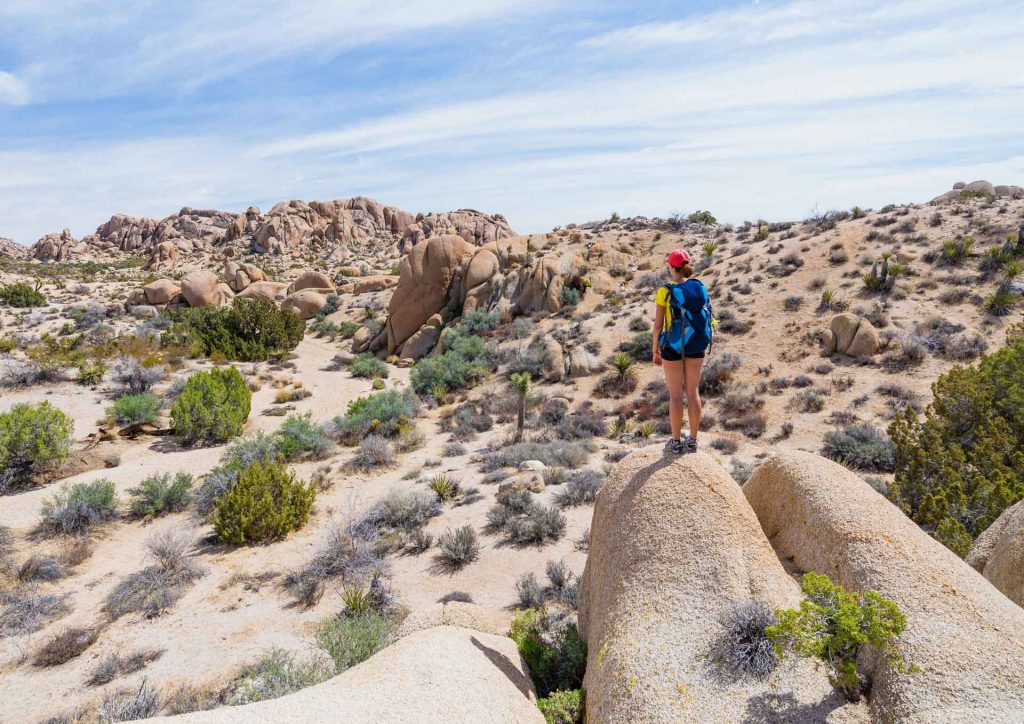 הנוף בפארק הלאומי "ג'ושוע טרי" חוזר על עצמו שוב ושוב | [Shutterstock]
