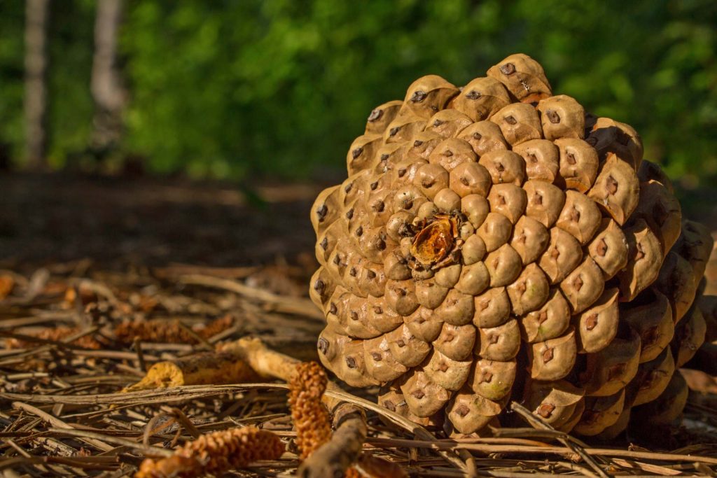 באצטרובלים, ובפרחי החמניה, נוכל למצוא ספירלות המאפשרות ניצול מטבי של השטח | [Shutterstock]